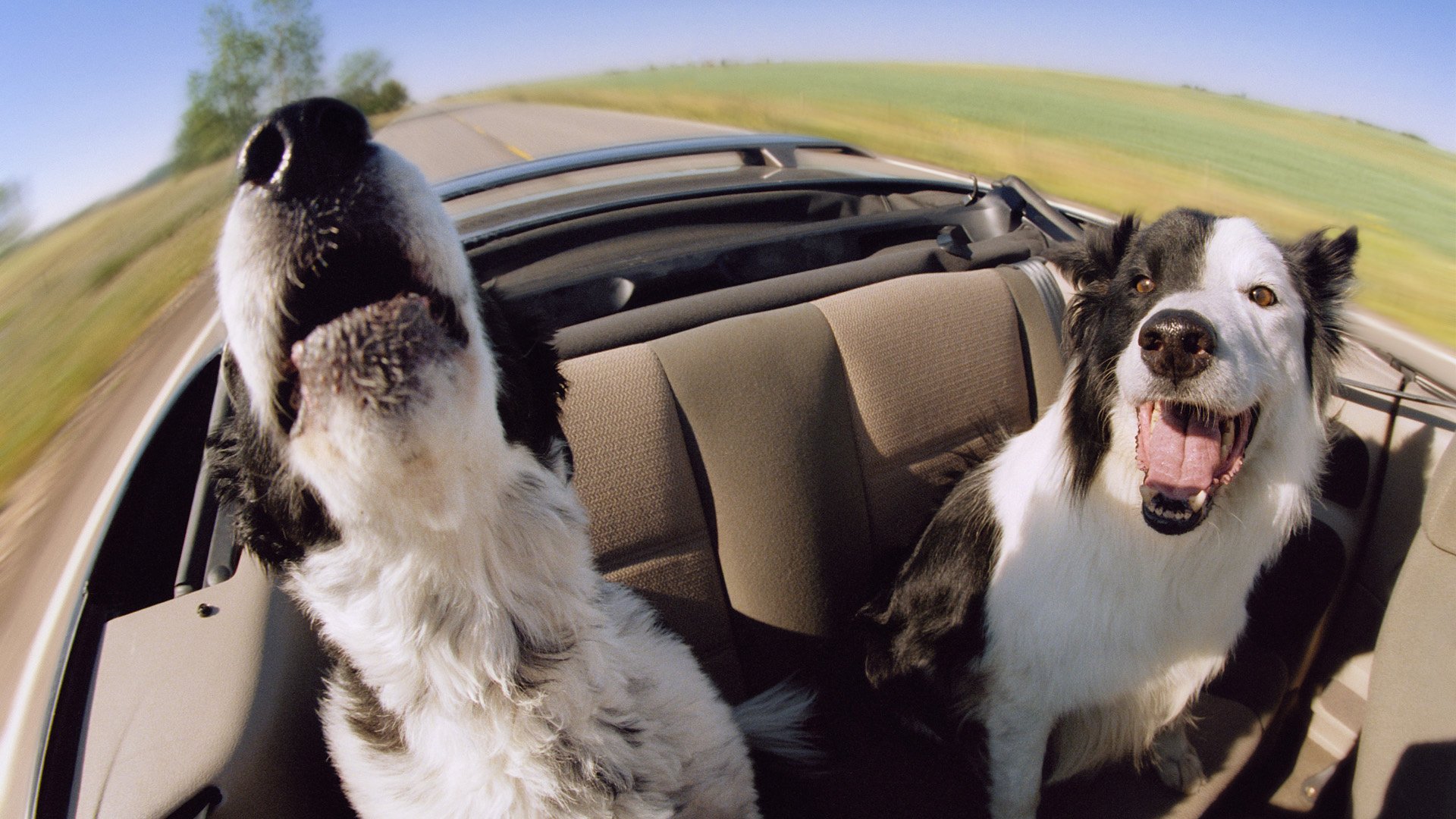 voiture bonheur vitesse chiens museau nez deux chiens animaux