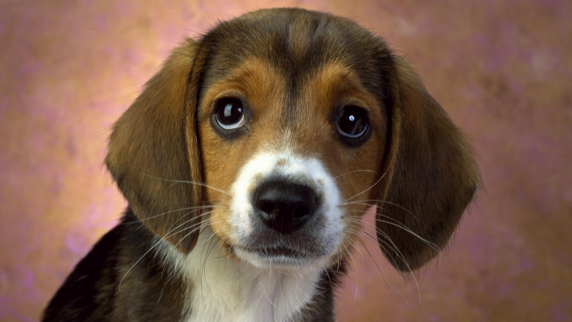 sguardo cucciolo carta da parati muso baffi macro cane devozione amico fedeltà occhi cani animali