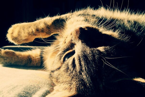 Petit chaton se prélasser dans les rayons du soleil