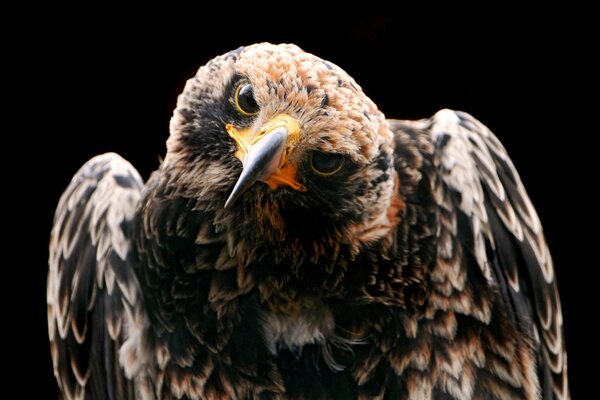 La mirada atenta del poderoso águila