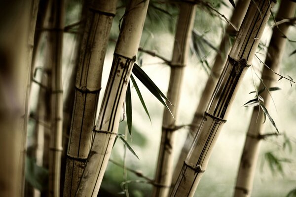 Wie erstaunlich ist die Natur eines Bambuswaldes
