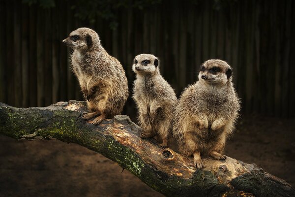 A family of meerkats is sitting on a log