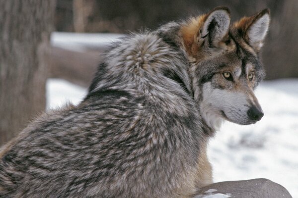 Lupo predatore con uno sguardo pericoloso in inverno