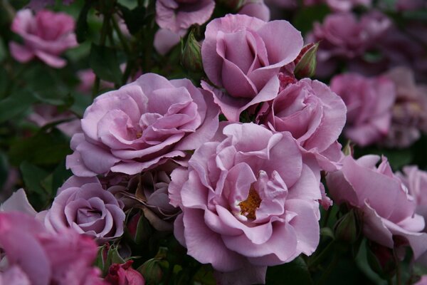 Rosa delicada lila con capullos