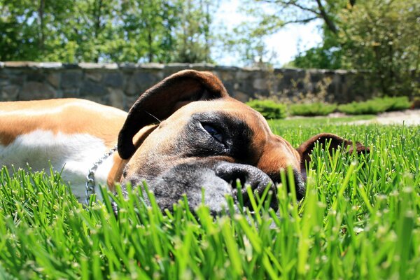 Боксер летним днём лежит на траве