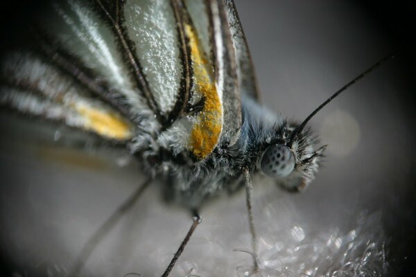 Insecte papillon avec des ailes et des pattes en gros plan