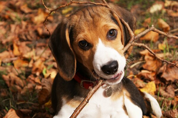 Playful puppy with a stick in the leaves