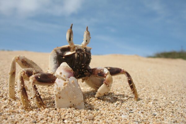 Krabbe am Meer mit Muschel