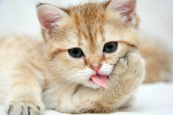Котенок облизывает лапку языком