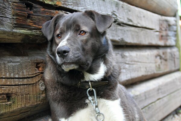 Chien triste sur une chaîne avec nostalgie dans les yeux