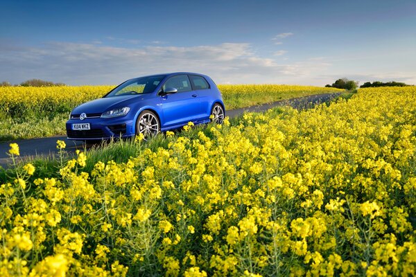 Bleu volkswagen golf dans un champ de fleurs jaunes