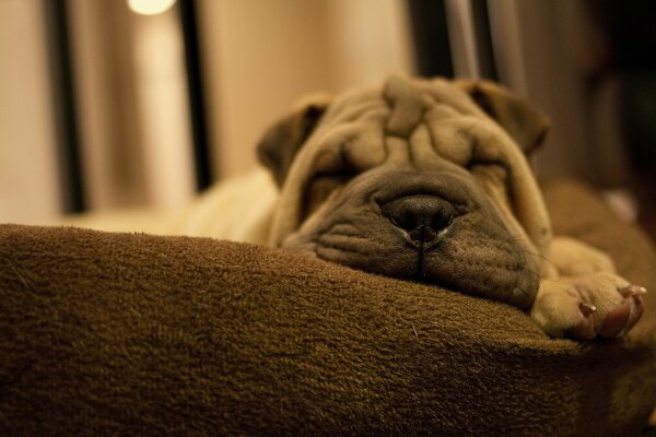 Welpe mit Sharpei-Falten auf der Couch