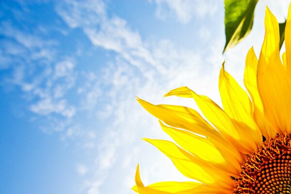 Yellow sunflower on the sky background