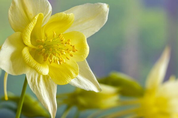 Fleur de jonquille jaune épanouie