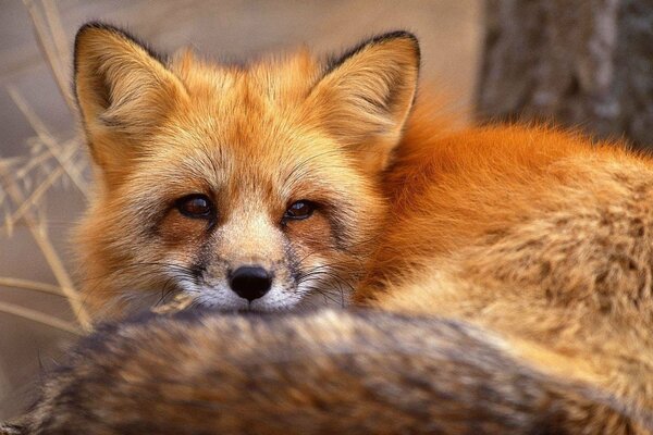 Der rothaarige Fuchs schaut in die Ferne