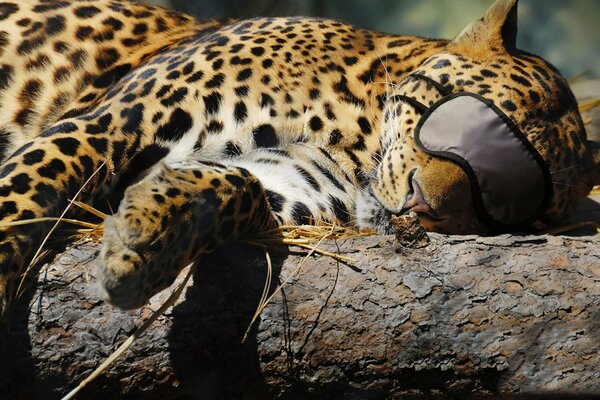 Leopardo che dorme con una benda sugli occhi