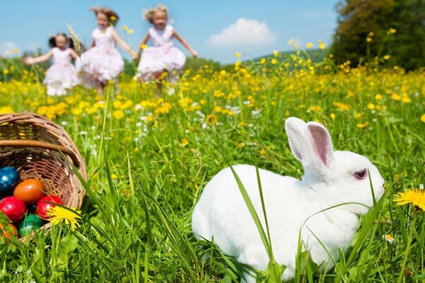 Conejo blanco mastica hierba en la naturaleza