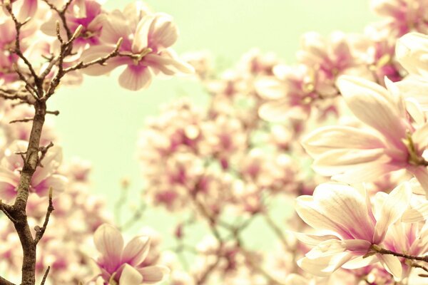 Rosa-zarte Magnolie in der Blüte
