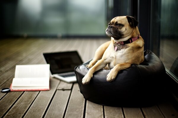 Ein Mops auf einem Hocker in einem Raum mit einem Buch und einem Laptop