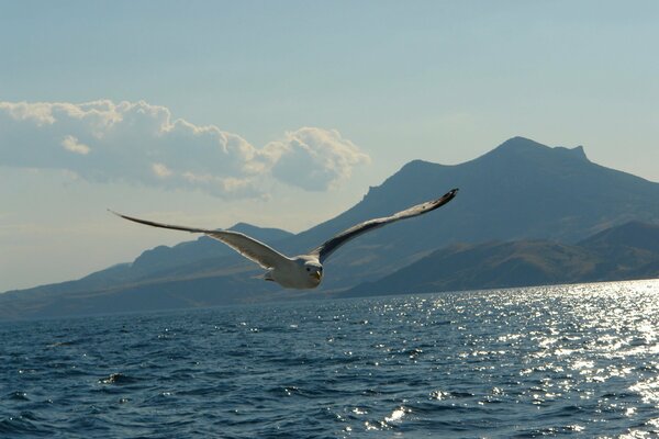 Hermoso vuelo de una gaviota sobre el mar