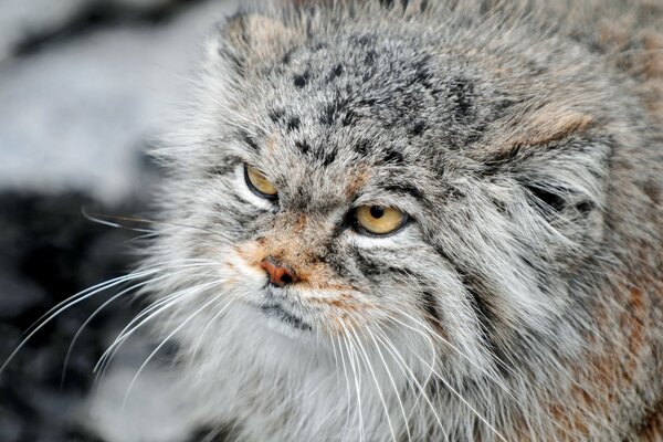 Manul severo con una mirada de primer plano formidable