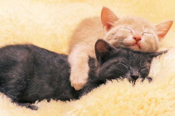 Deux chats roux et gris câlins