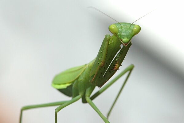 Makroaufnahme eines Mantis-Insekts