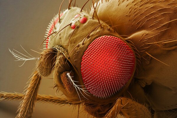 Occhi antenne della zampa della mosca sotto il microscopio