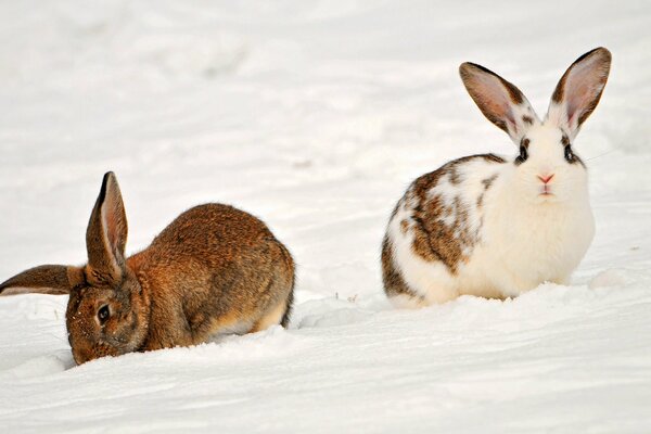 Grey and spotted rabbit sitting in the snow