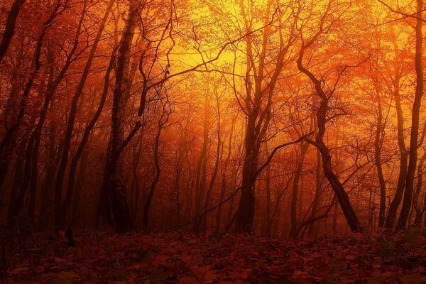 Puesta de sol roja en el viejo bosque