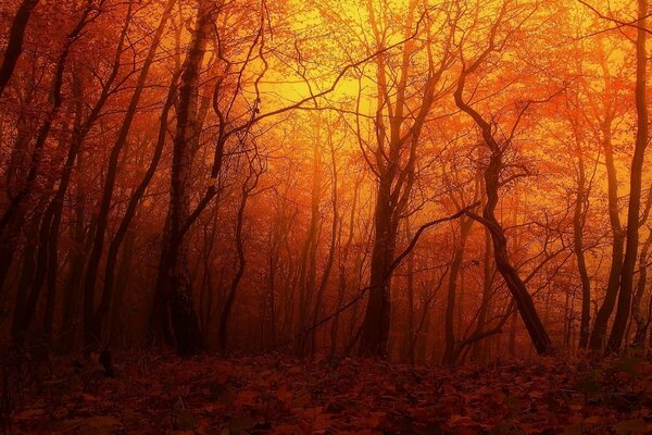 Красный закат в старом лесу