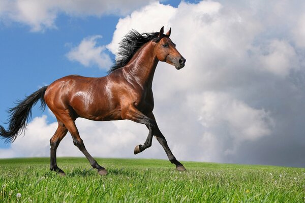 A bay horse with a black mane runs through a green field