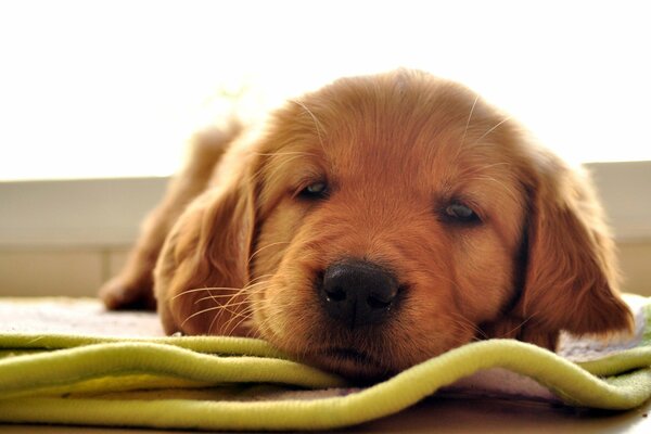 Cachorro de Labrador pelirrojo yace en la alfombra