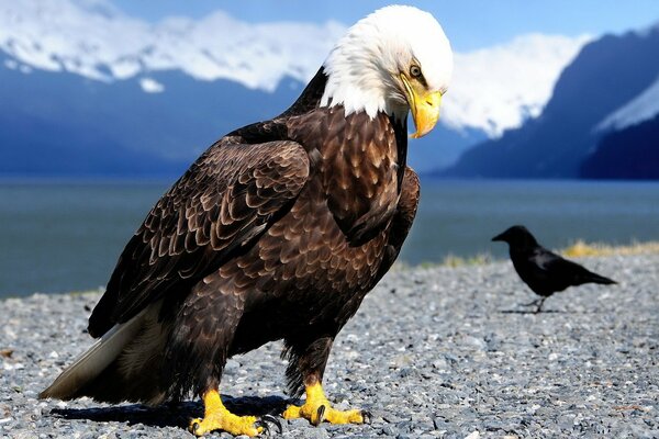 Ein Adler mit einem Blick durchbohrt Steine am Meer