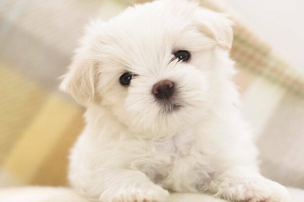 Lindo cachorro con ojos pequeños y pico