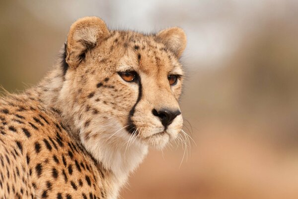 Gepard mit einem sehr durchdringenden Blick