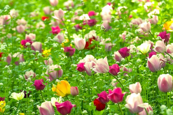 Tulipanes de colores en un campo verde