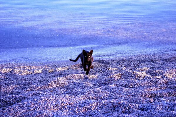 Schwarze Katze am blauen Strand