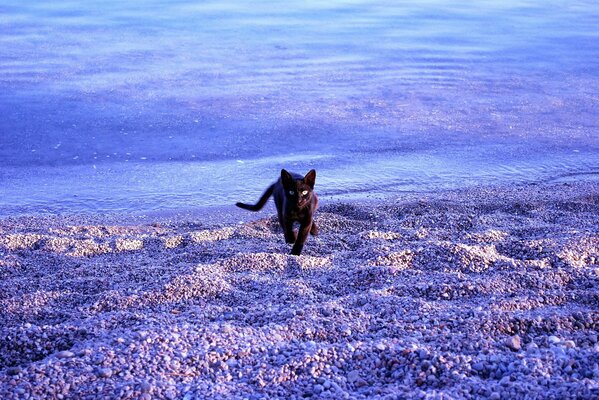Чёрный кот на голубом пляже