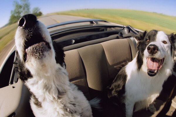 Dos perros felices en el coche a toda velocidad