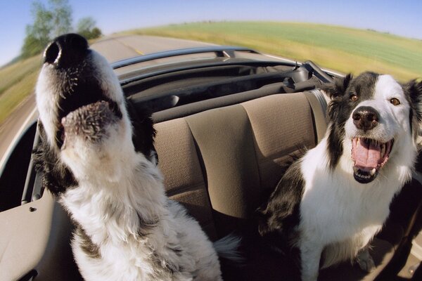 Две счастливые собаки в машине на скорости