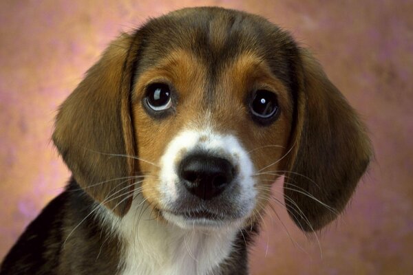 Un cachorro devoto con ojos fieles