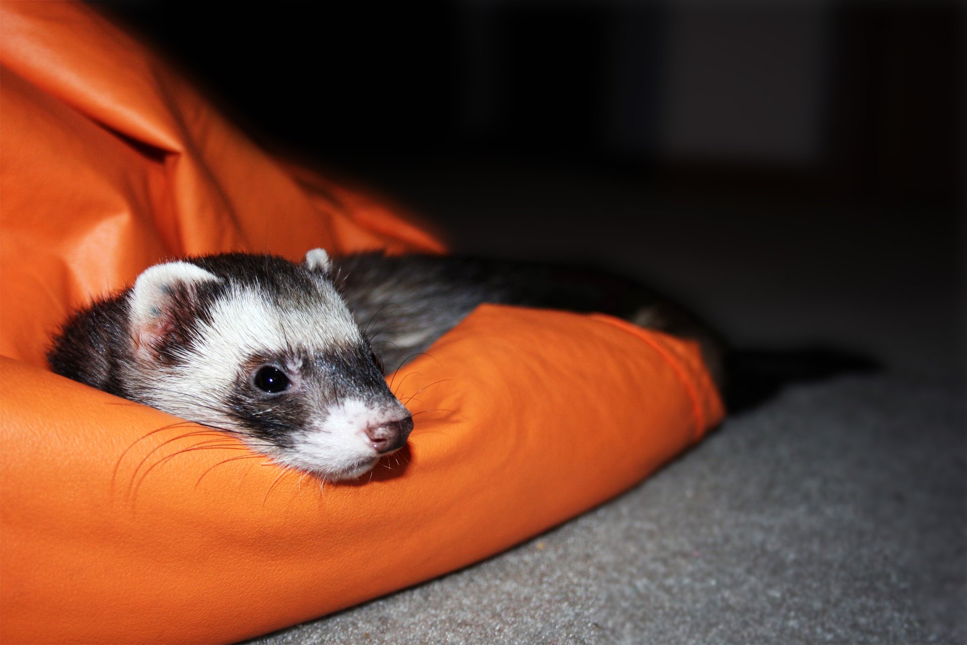 ferret eyes looks ferret fret friend animal