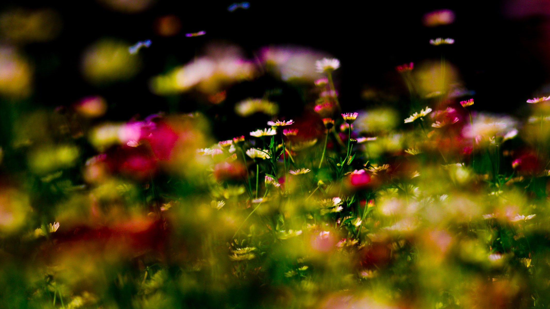 flower flowers park garden grass flowers forest macro nature