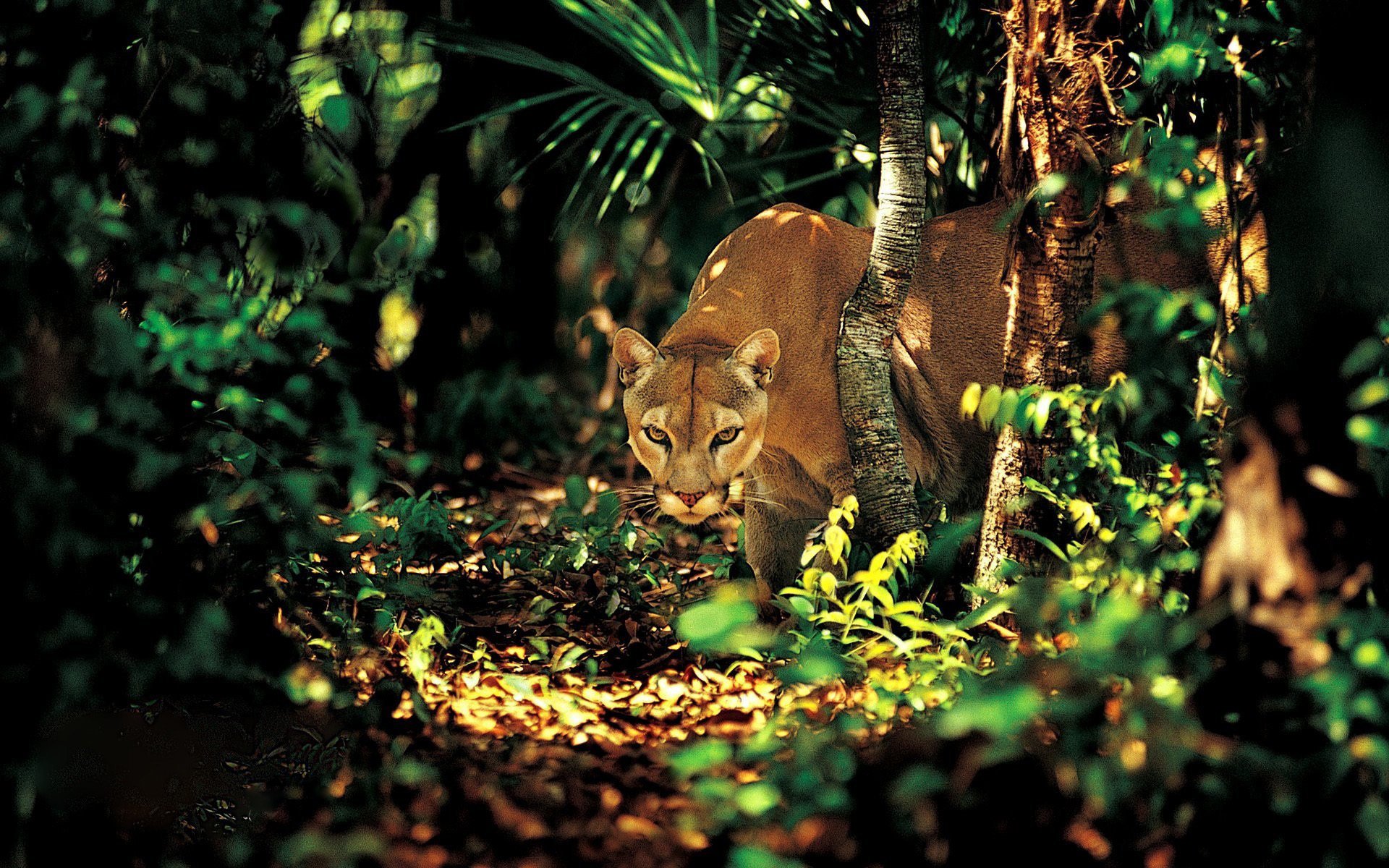 взгляд деревья пума зелень хищник джунгли лес трава лучи света тень большая кошка