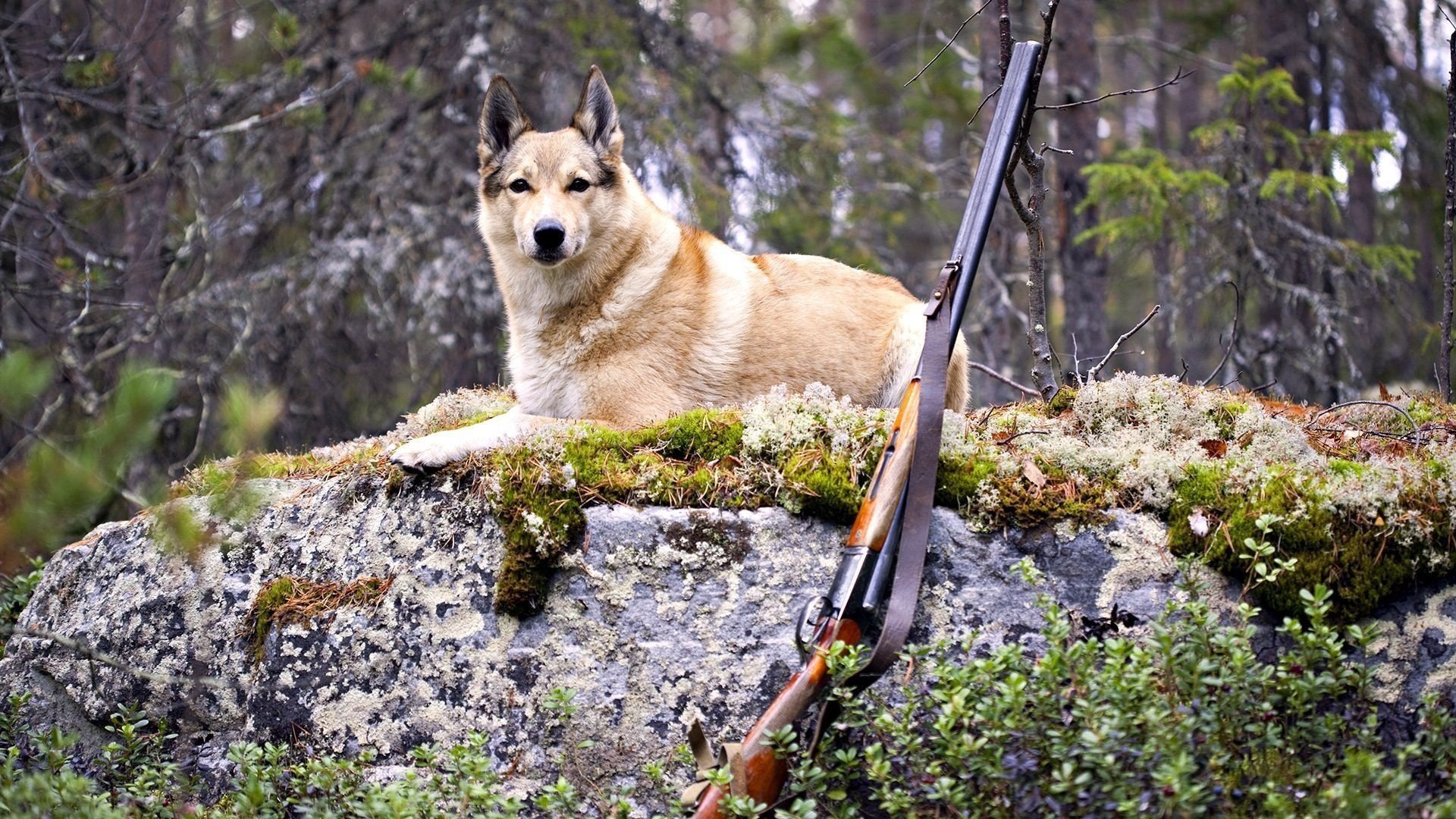 dog gun hunting dog forest animals dogs look woof-woof-ry-ry muzzle