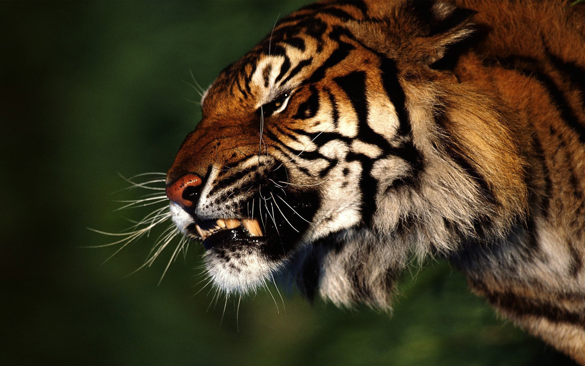 forêt tigre colère profil prédateur sourire agression crocs rage museau moustache nez dents fond animaux félin regard kis-kis-miaou-miaou