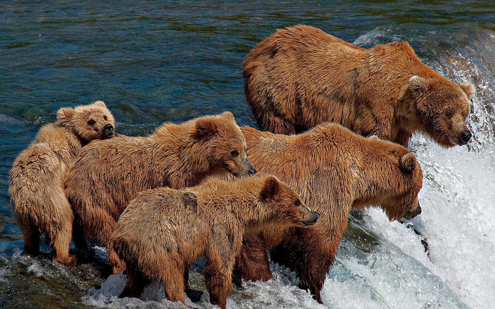 ours courant cinq famille rivière pêche baignade point d eau ours animaux pied bot