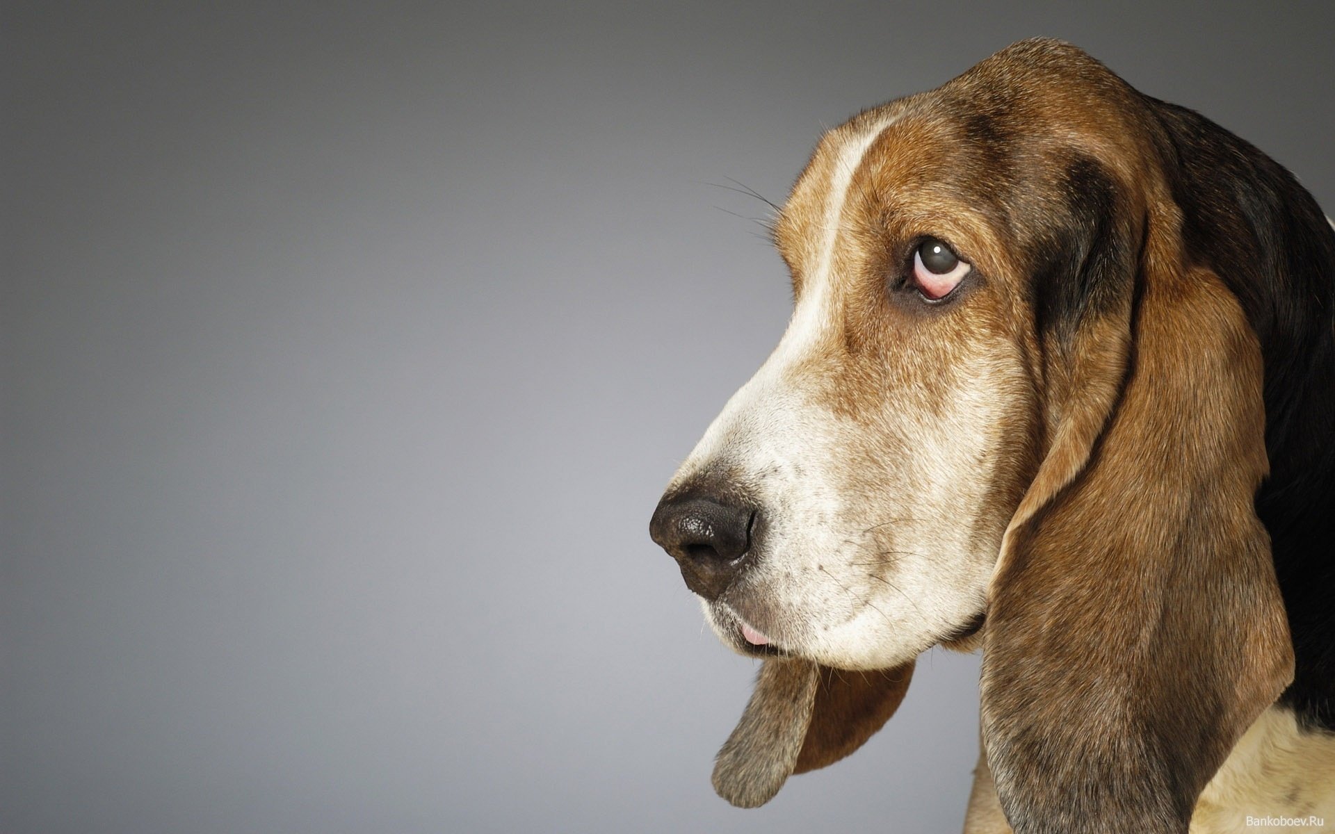 chien basset ami yeux oreilles fond animaux chiens vue museau gave-gave-ry