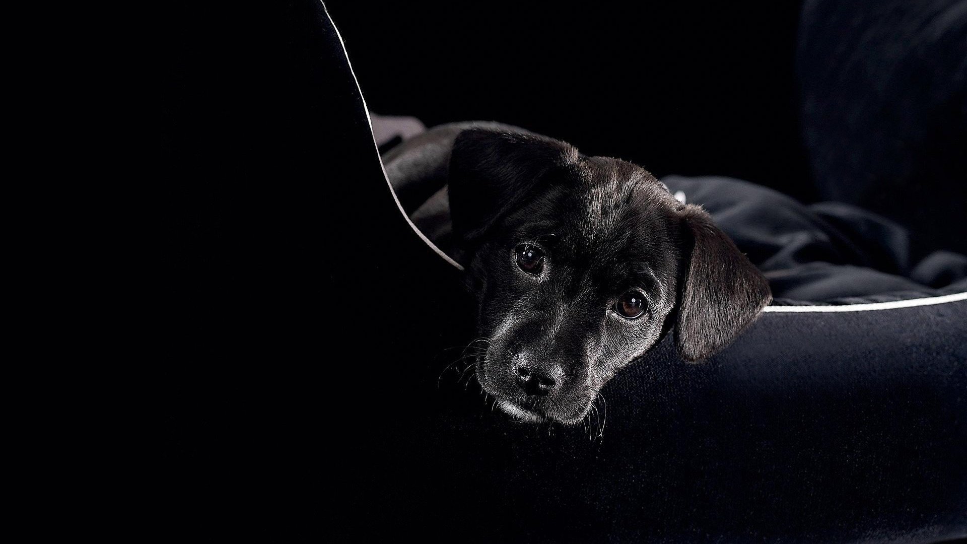 perro bolso ojos orejas foto vista animales perros guau-guau-ry - ry hocico